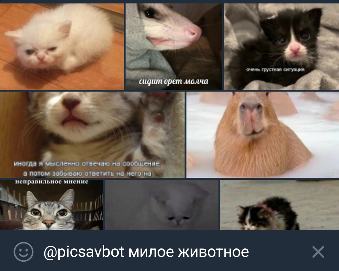 Поиск “милое животные” в боте @picsavbot